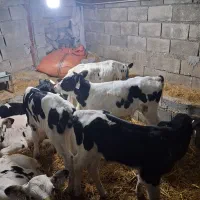 گوساله شیری