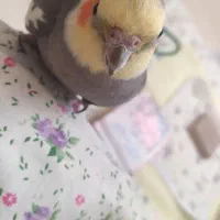 عروس هلندی سخنگو|پرنده|مهاجران, |دیوار