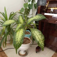 هشت عدد گل طبیعی