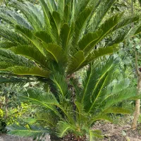 فروش درختچه سیکاس