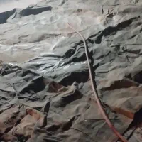لطفا بخوانیدپیداشده چادر نیسان
