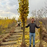 نهال صنوبر بهترین انتخاب برای زراعت چوب|خدمات باغبانی و درختکاری|شوط, |دیوار