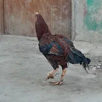 خروس لاری