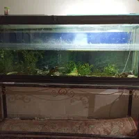 آکواریوم باپایه آهنی..