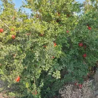 اجاره باغ انار|اجارهٔ دفتر صنعتی، کشاورزی، تجاری|دهاقان, |دیوار