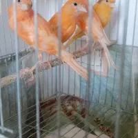 قناری نر سرخ تبریزی ریزه خونی می کنه