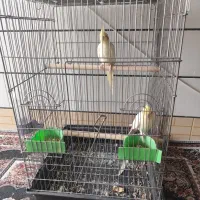 عروس هلندی|پرنده|بهبهان, |دیوار