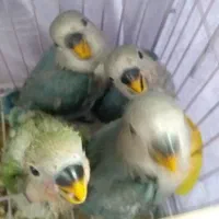 طوطی کوتوله