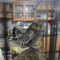 عروس هلندی|پرنده|اصفهان, محمودیه|دیوار