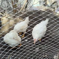 خروس لوهمن|حیوانات مزرعه|مشهد, تربیت (صدف)|دیوار