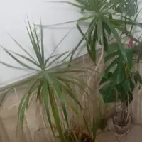 گل زیبا