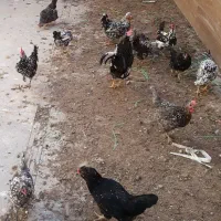 تخم مرغ گلین|حیوانات مزرعه|اصفهان, صدف|دیوار