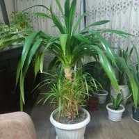 گل پاندانوس