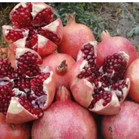 به ی کارگرساده نیاز مندیم ماهی ۱۵میلیون|استخدام خدمات فروشگاه و رستوران|خرم‌آباد, |دیوار