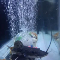 ماهی ردتیل دراگون 20ثانت