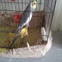 طوطی هلندی گم شده