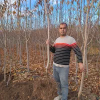 ‌نهالستان داودی فروش انواع نهال ودرخت بزرگ