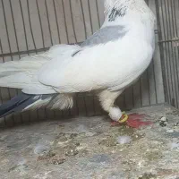 نر ابلغ سبز صید|پرنده|گلبهار, شهر جدید گلبهار|دیوار