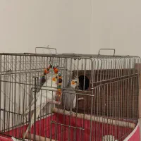 عروس هلندی|پرنده|تهران, افسریه شمالی|دیوار