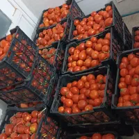 گوجه اعلا با آب چاه