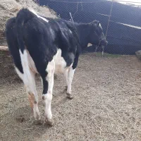 آراس تلیسهآبستن