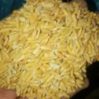 چلتوک بذری پا کوتاه درجه یک