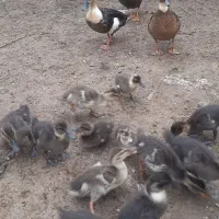 جوجه اردک پروازی اصل