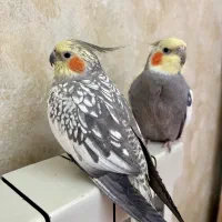 پرنده عروس هلندی گمشده ۱۰ میلیون مژدگانی|حیوانات|تهران, مجیدیه|دیوار