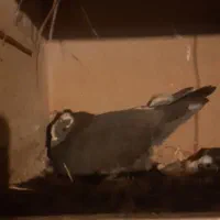 کبوتر طوقی و پلاکی...