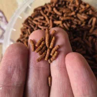 غذا گوشتخوار