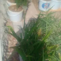 پاجوش فروشی
