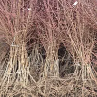 نهال بادام تولید نهالستان