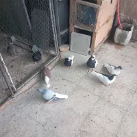 کبوتر سیاه پوش