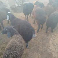 بره های نر چاق ،وزن مختلف|حیوانات مزرعه|ساوه, |دیوار