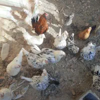 چند عدد مرغ گلین اصیل