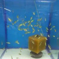 سالن تکثیر و پرورش ماهی زینتی|ماهی|کرج, حصارک پایین|دیوار