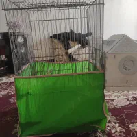 قفس معاوظه با جوجه قناری نر