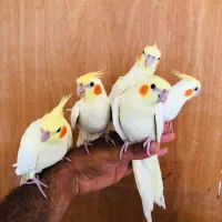 جوجه طوطی عروس هلندی