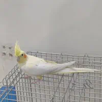 عروس هلندی ماده آماده تخم گذاری