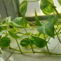 تمیزکاری خونه