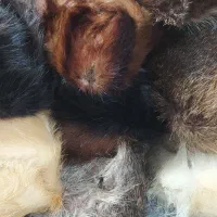 کلاه پوستی گرم و خز دار طبیعی