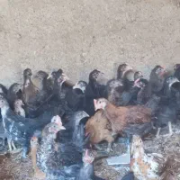 جوجه .مرغ خروس