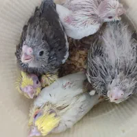 جوجه عروس هلندی