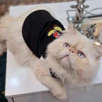 پرشین مولد|گربه|رشت, کوی حسینی|دیوار