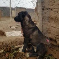 سگ ماده جوان