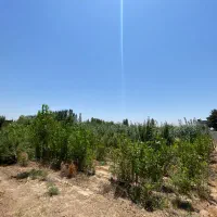 زمین-کشاورزی-واقع-در-جاده-شاهیندژ