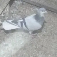 کبوتر چادری .یک جفت مساحتی|پرنده|صفادشت, |دیوار