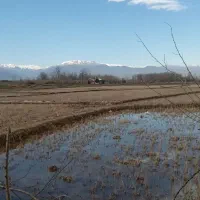 شالیزار سنتی با راه اختصاصی