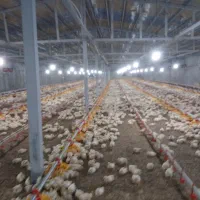 کارگر ماهر مرغداری گوشتی