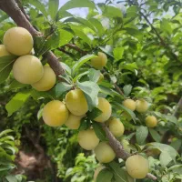پیگیری مطالبه